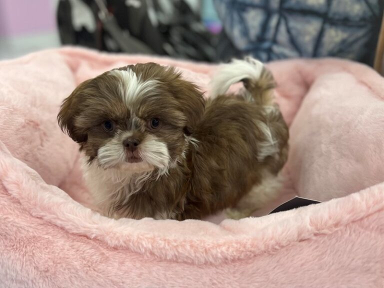 Val - Shih Tzu