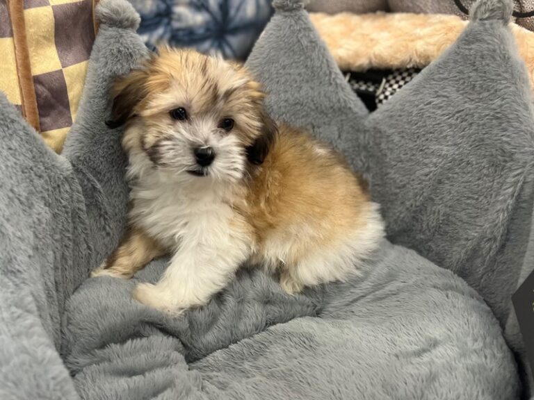 Havanese - Havanese