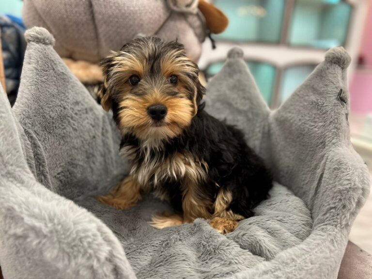 Jeremy - Yorkshire Terrier