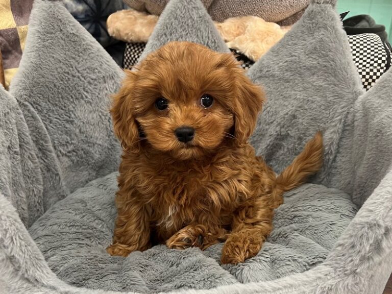 Cavapoo - Cavapoo