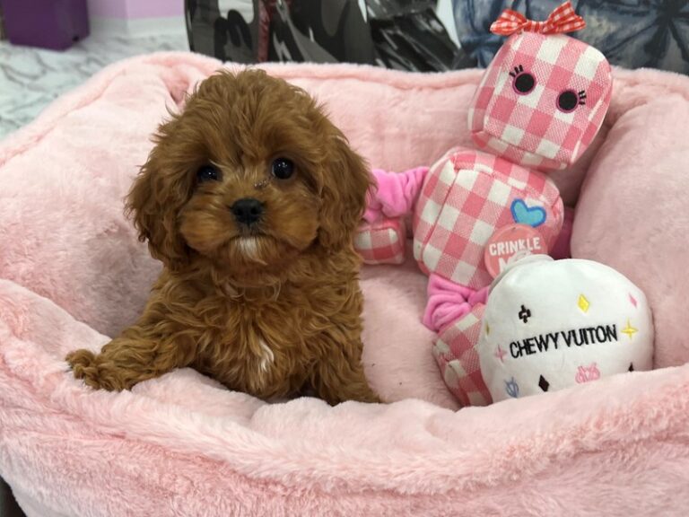 Cavapoo - Cavapoo