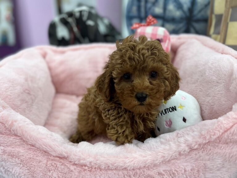 Milly - Poodle Mini