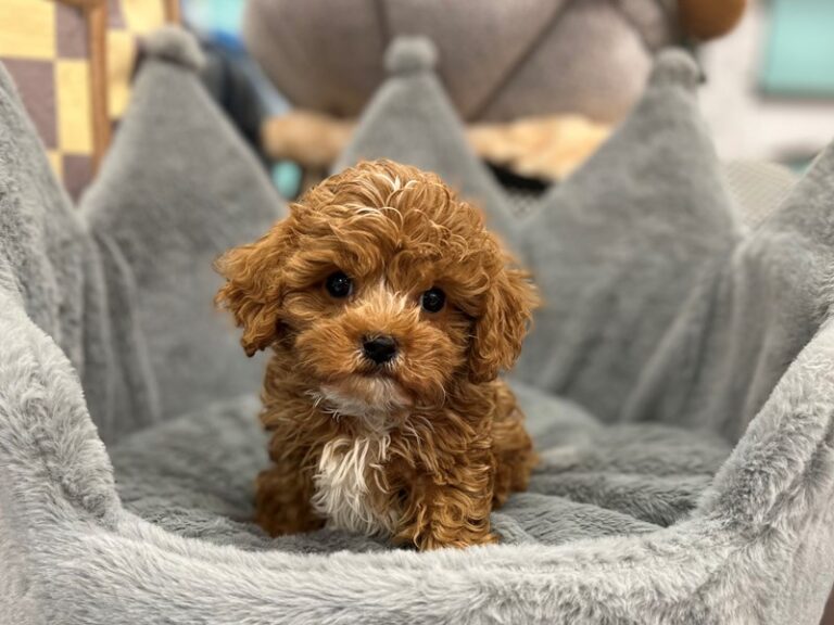 Joey - Cavapoo