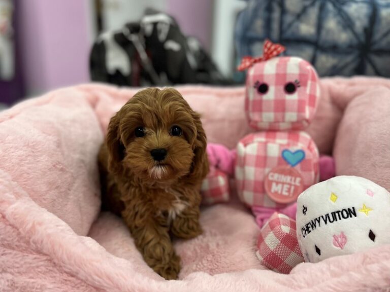 Cavapoo - Cavapoo