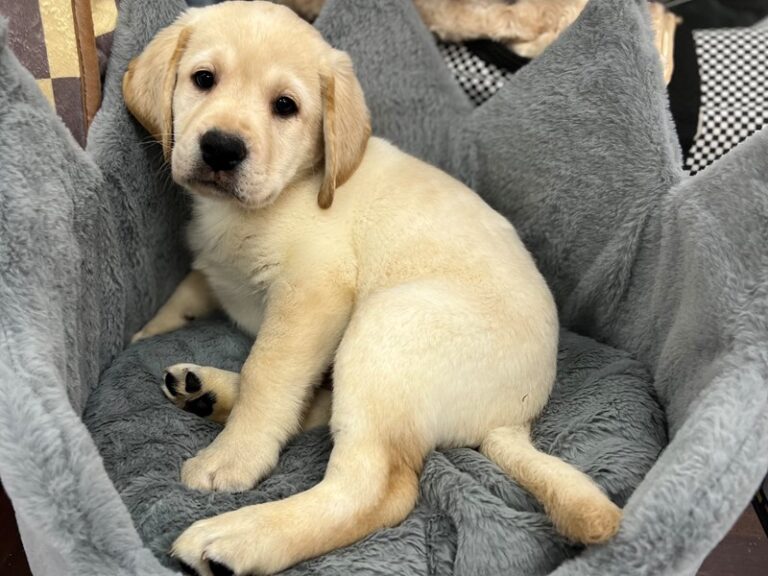 Ben - Labrador Retriever