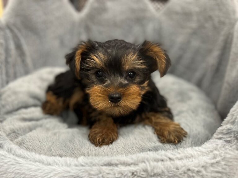 Bandit - Yorkshire Terrier