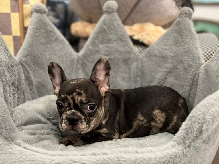 French Bulldog - French Bulldog