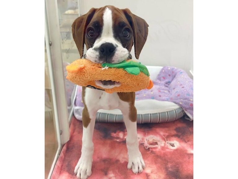 Lucille - Boxer