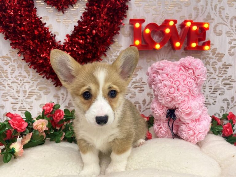 Nina - Pembroke Welsh Corgi
