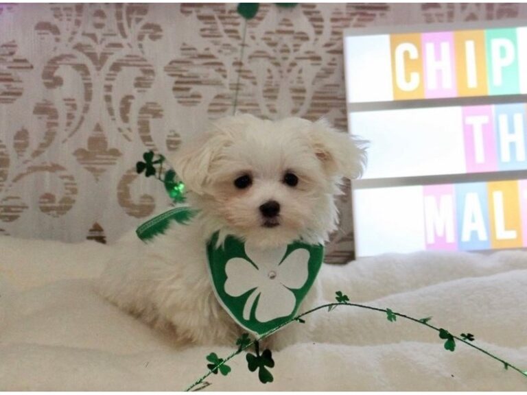 Chip - Maltese