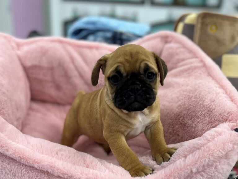 Mini Bulldog - Mini Bulldog