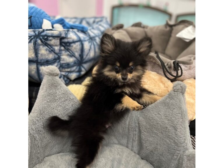 Knox - Pomeranian