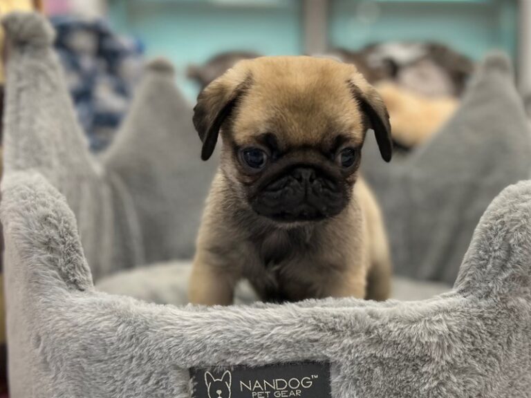 Potato - Pug