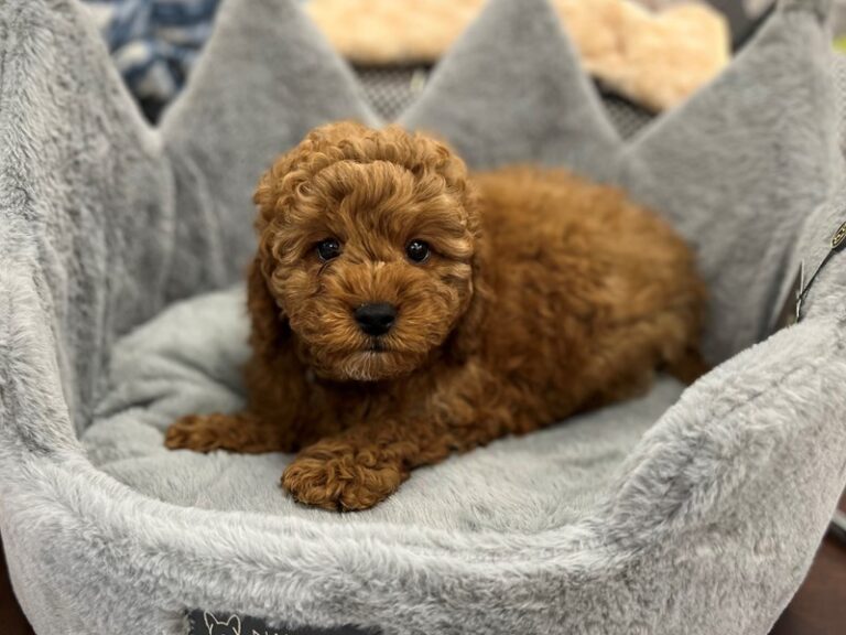 Dodger - Cavapoo