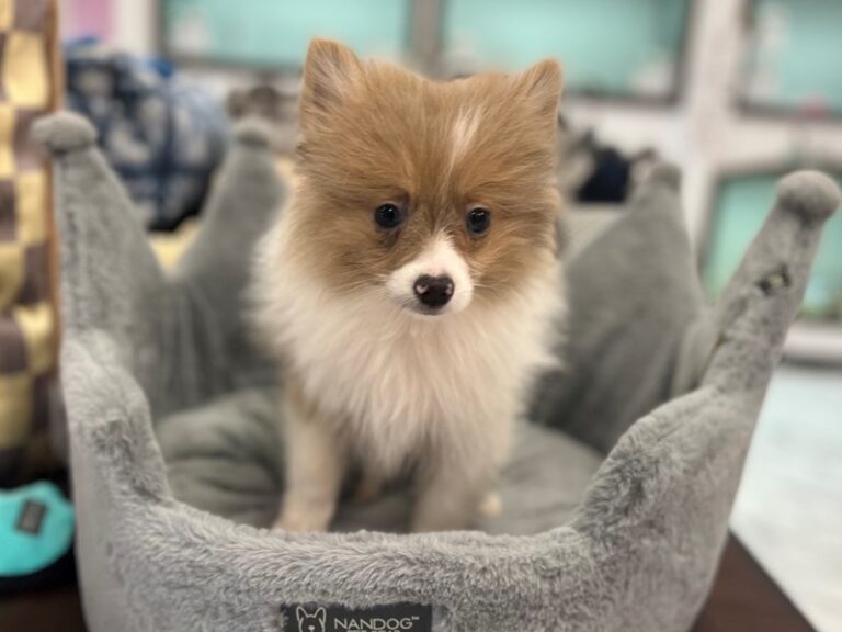 Arthur - Pomeranian