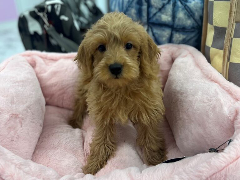 Marie - Labradoodle Mini 2nd Gen