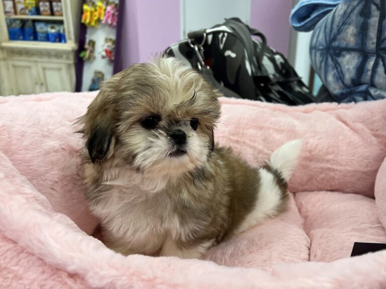 Sookie - Shih Tzu