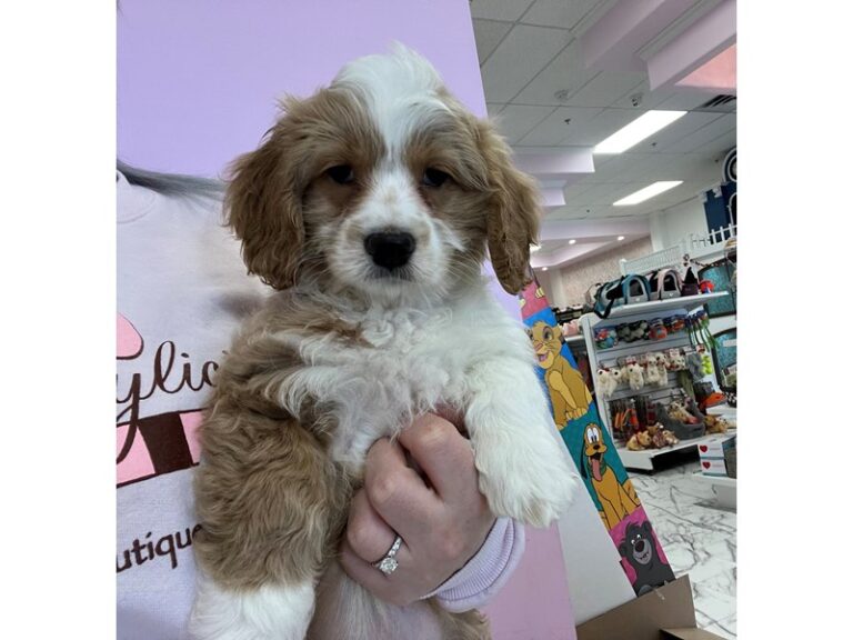 Marco - Cockapoo