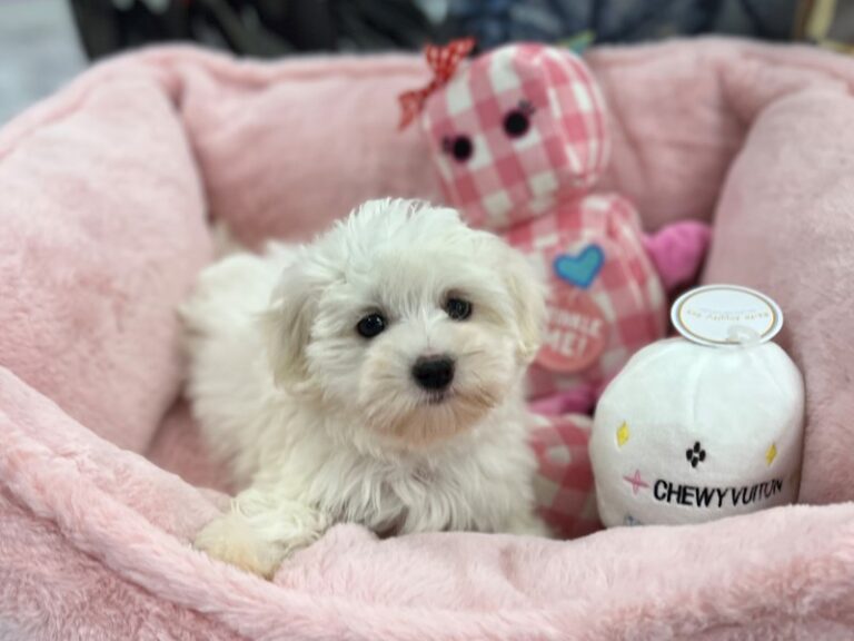 Maltese - Maltese