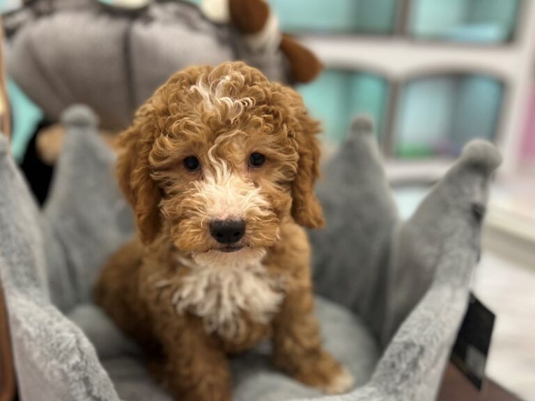 Goldendoodle Mini - Goldendoodle Mini