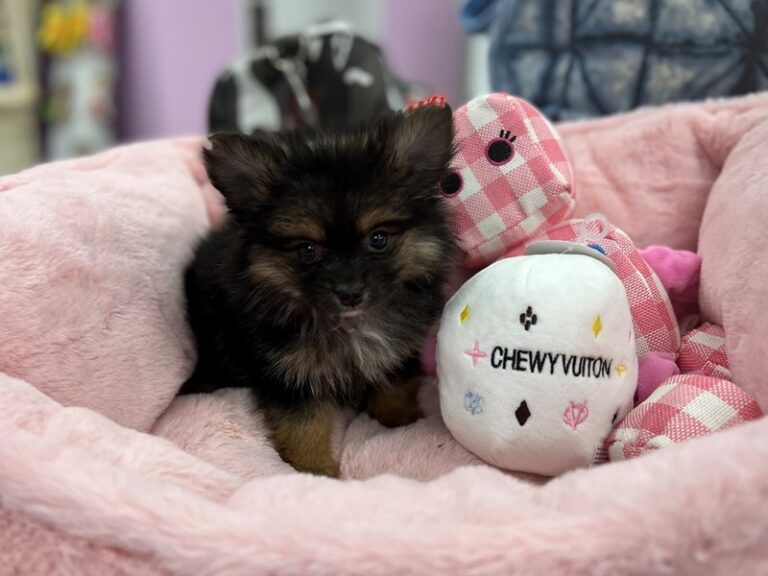 Pomeranian - Pomeranian