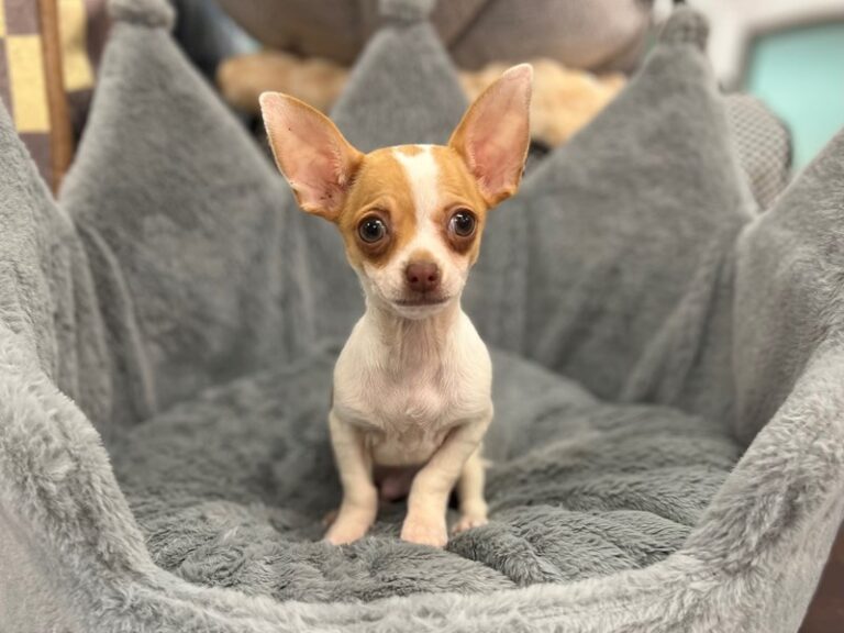 Chihuahua - Chihuahua