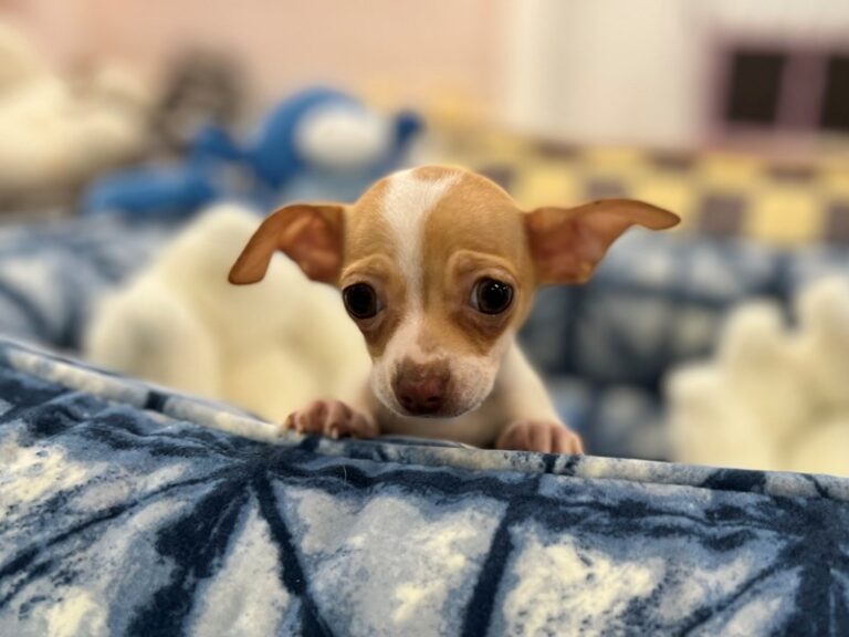 Chihuahua - Chihuahua
