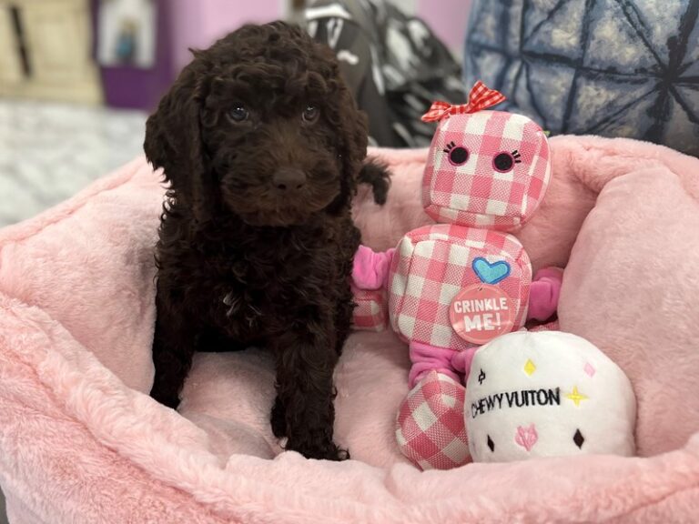 Sadie - Labradoodle Mini 2nd Gen