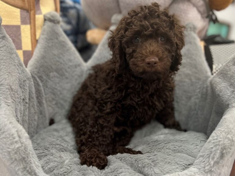 Jagger - Labradoodle Mini 2nd Gen