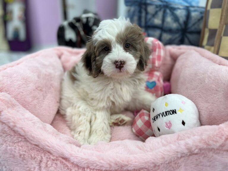 Molly - NewfyPoo Mini