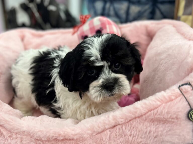 Sophie - Teddy Bear