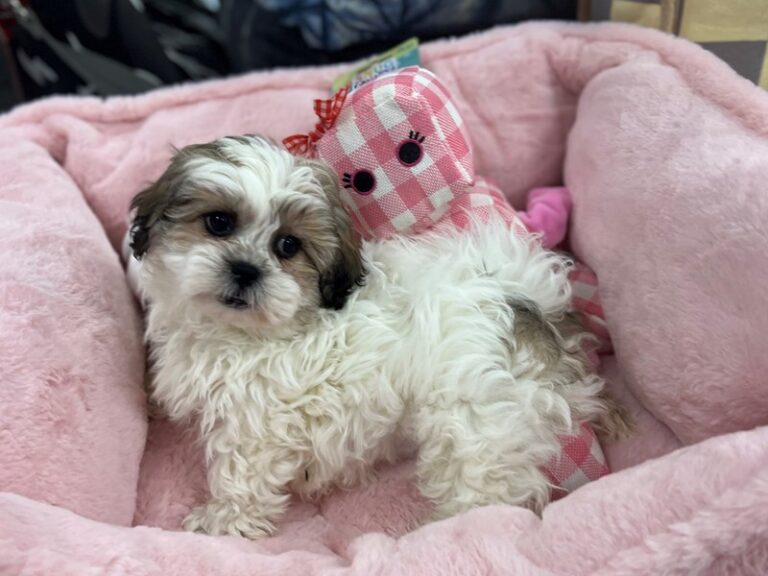 Piper - Teddy Bear