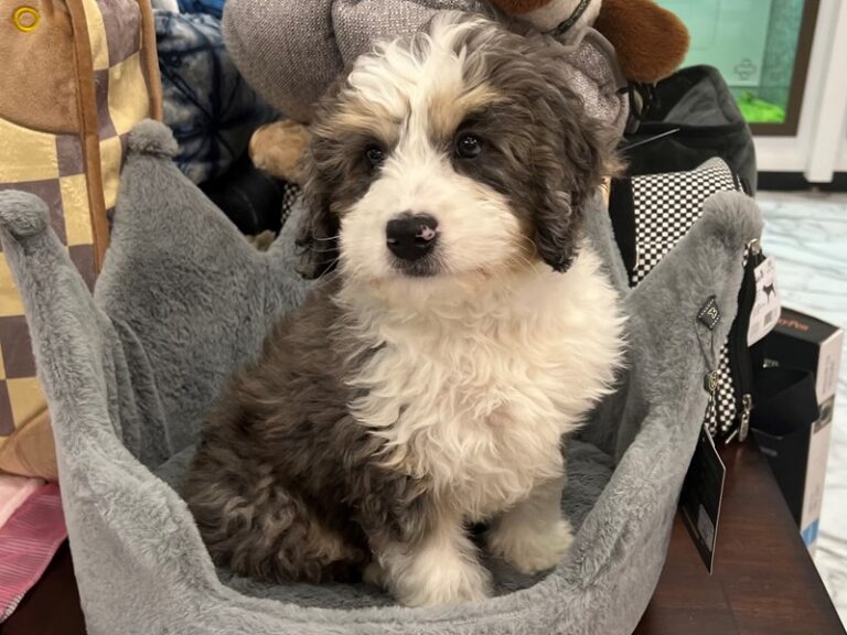 Louie - Bernedoodle Mini