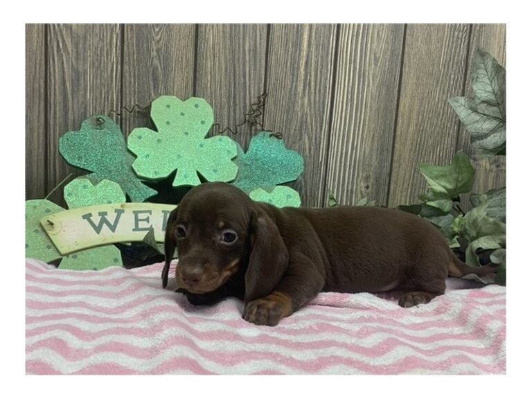 Polly - Dachshund