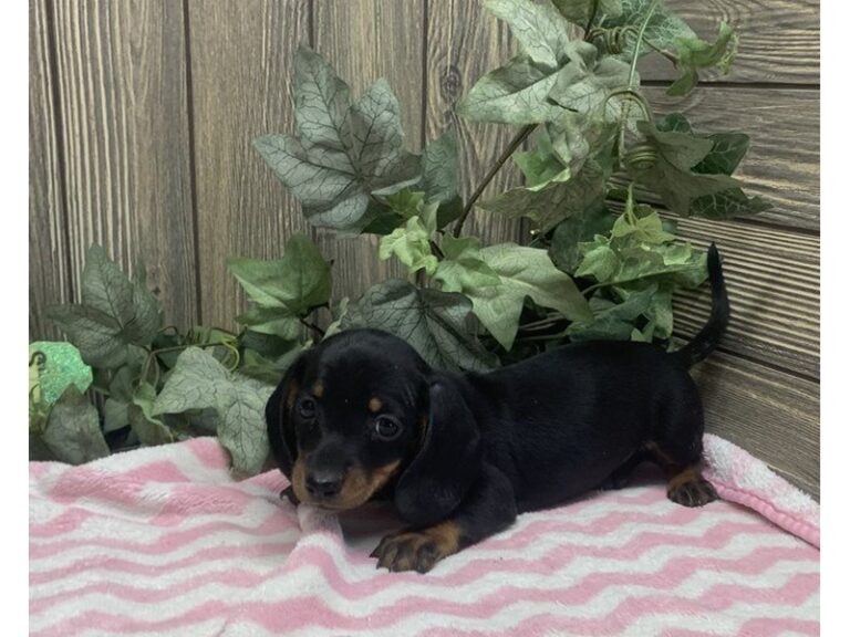 Ash - Dachshund