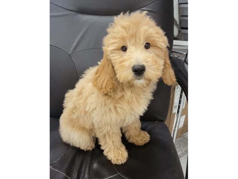 Natasha - Goldendoodle Mini