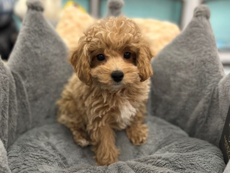 Shane - Bichapoo