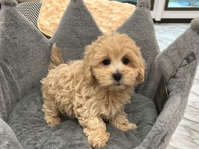 Matty - Maltipoo