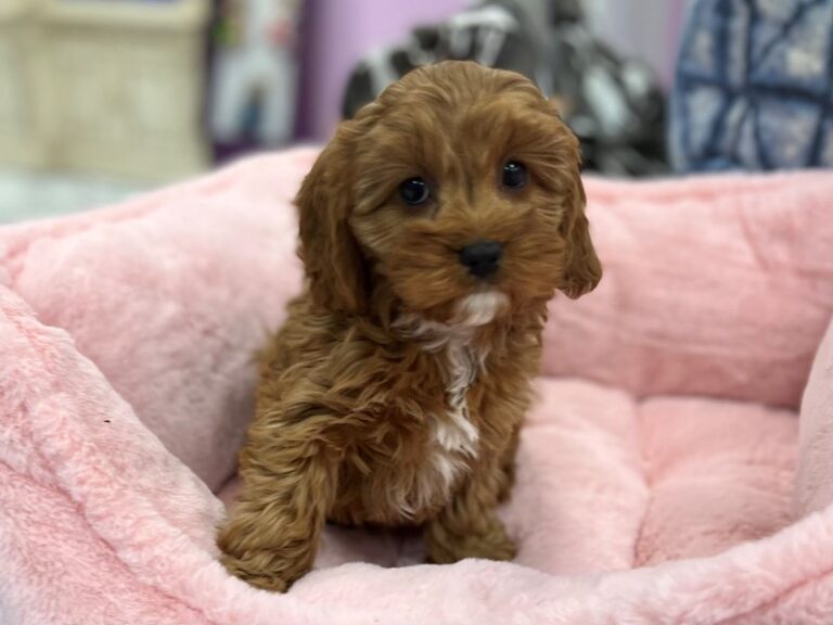 Hailey - Cavapoo