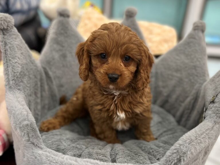 Ozzy - Cavapoo