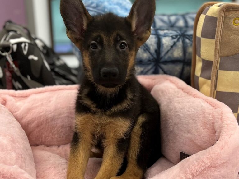 Shea - German Shepherd