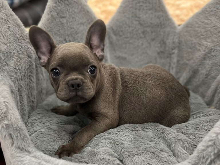 Turbo - French Bulldog