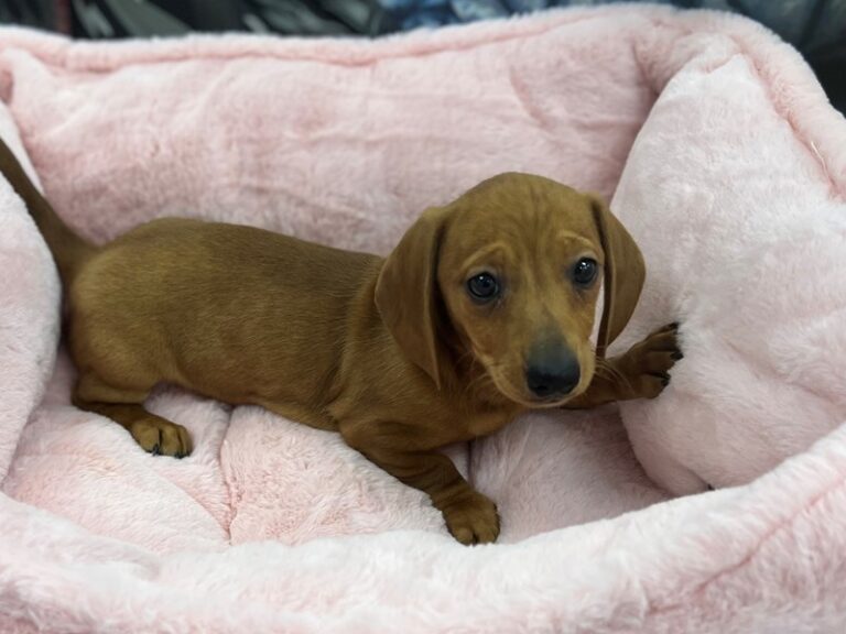 Lucy - Dachshund