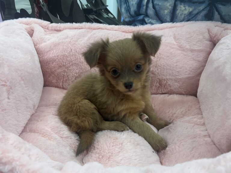 Lulu - Chihuahua