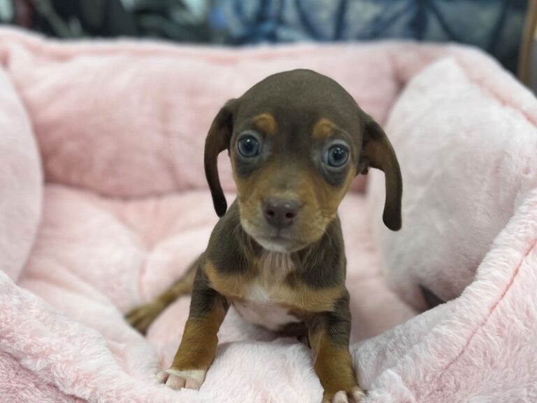 Miranda - Chiweenie