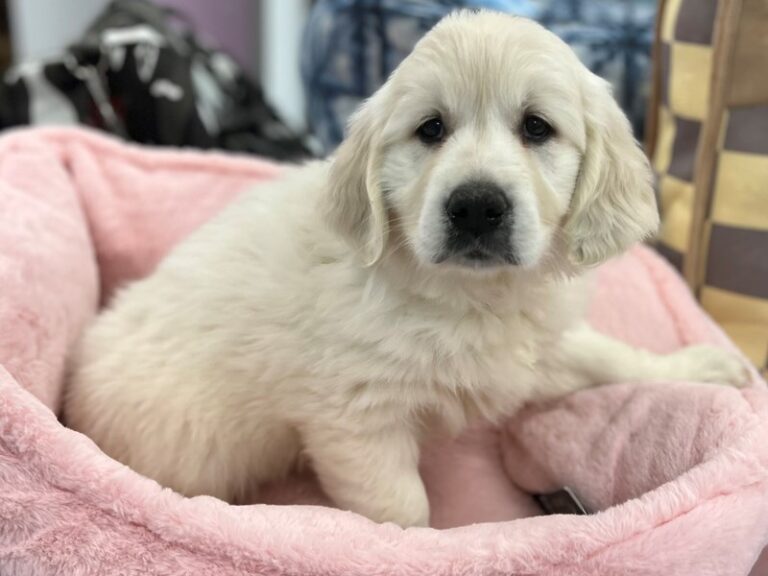 Gracie - Golden Retriever