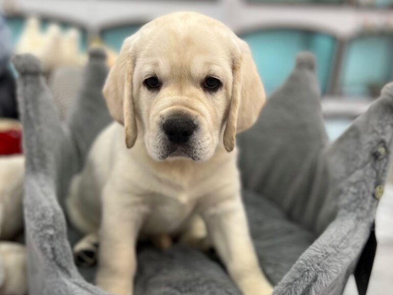 Champ - Labrador Retriever