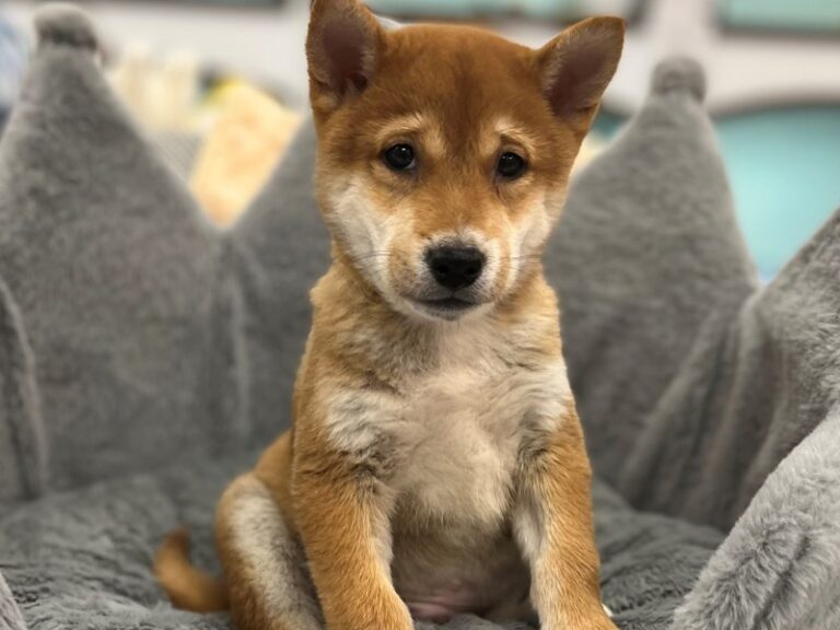 Marvin - Shiba Inu