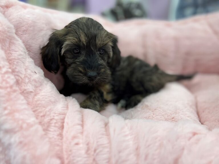 Maggie - Yorkipoo