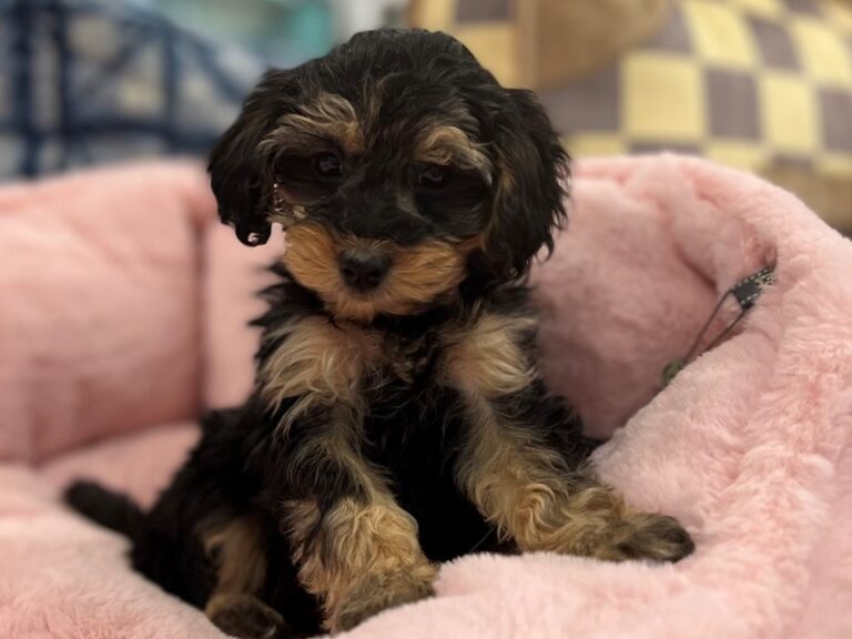 Olivia - Yorkipoo